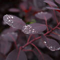 Red Leafs, Thumbnail